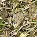 Common Frog Buried