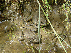 Common Frog Pair One