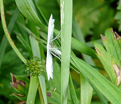 White Plume Moth Top
