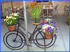 Vélo en fleurs- Flowery bike- Pédales ou pétales !  Pedals or petals ! - NYC. 19 juillet 2008