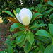 Magnolia parasol