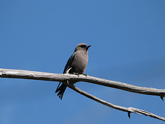 Dusky woodswallow