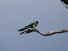Port Lincoln parrot