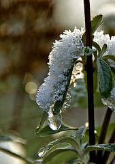 Snow Caterpillar......