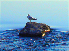 Mouette on the rock - Seagull sur la roche - Dans ma ville - Hometown. 4 mai 2008.