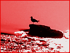 Seagull on the rock / Mouette sur roche - Dans ma ville / Hometown. Hallucinations.