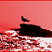 Seagull on the rock / Mouette sur roche - Dans ma ville / Hometown. Hallucinations.