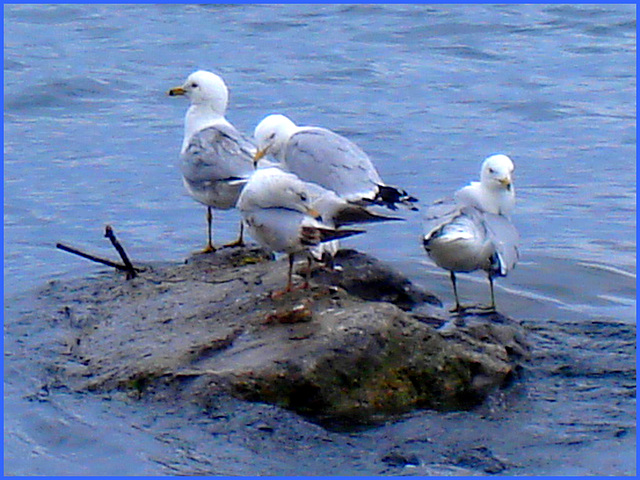 Quatuor de mouettes -  Seagulls quartet - Dans ma ville - Hometown. 4 mai 2008.