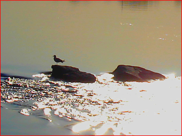 Seagull on the rock / Mouette sur roche - Dans ma ville - Hometown. 4 mai 2008 / Hallucinations.....