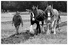 Ploughing Horses 2