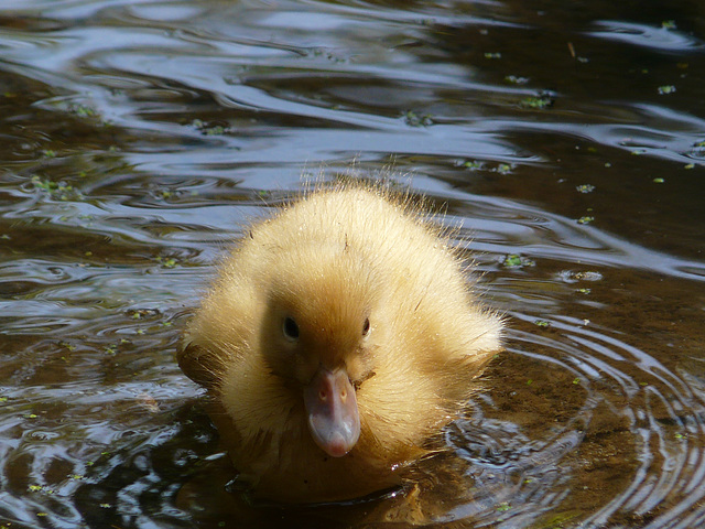 Duckling 2