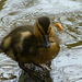 Duckling 1