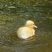 Mallard Duckling 1