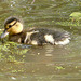 Mallard Duckling 2