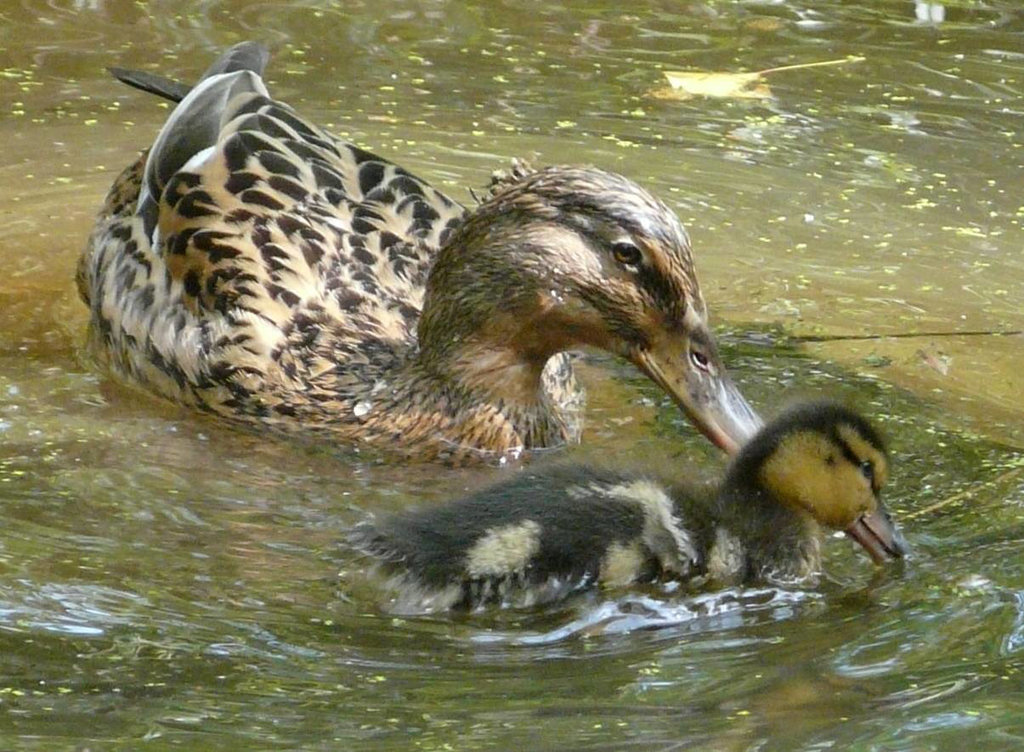 Mom and Baby