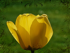 I love Tulips