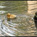 Mallard Chick Swimming