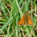 Small Skipper Butterfly -Male