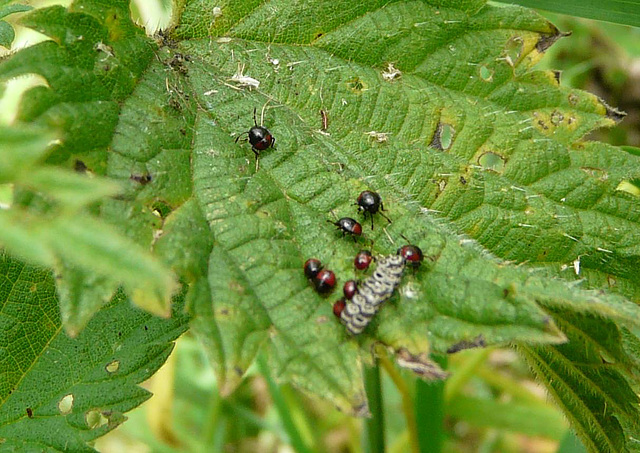 Gorse Shieldbug Babys & Eggs