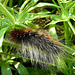 Garden Tiger Moth Caterpillar Top