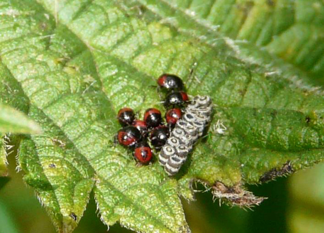 Gorse Shieldbug Babies and Eggs