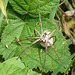 Nursery Web Spider with Eggsac
