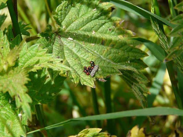 Gorse Shieldbugs & Eggs