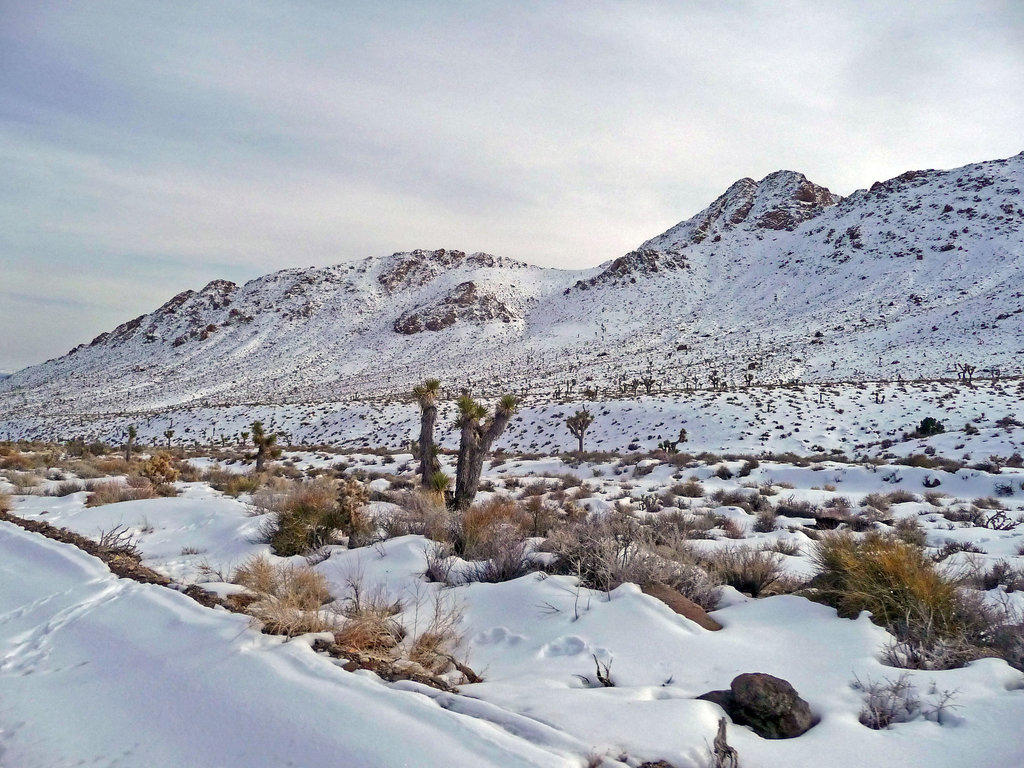 Nevada Snow (3475)