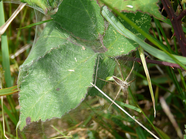 Nursery Web Spider Guarding Tent