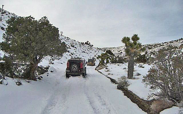 Nevada Snow (3481)