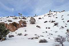 Nevada Snow (3482)