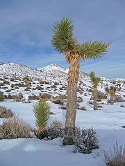 Nevada Snow (3489)