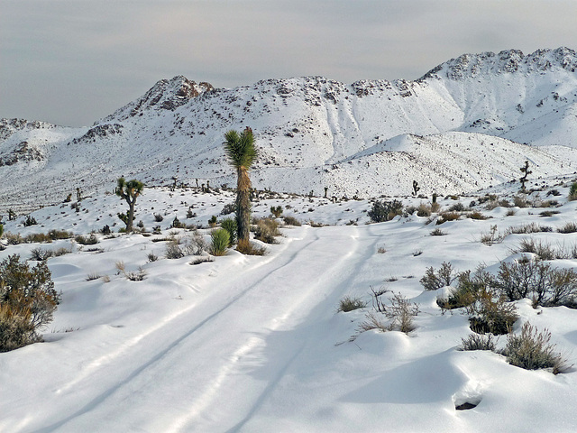 Nevada Snow (3491)