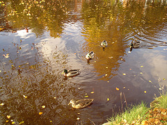 Canards sur miroir mouillé / Ducks on wet mirror  -  Ängelholm.  Suède / Sweden.