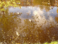 Canards sur miroir mouillé / Ducks on wet mirror  -  Ängelholm.  Suède / Sweden.