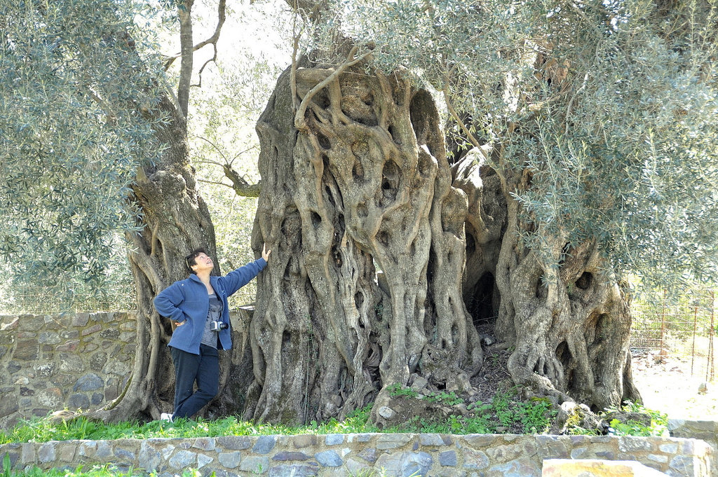 Olive 3000 Jahre