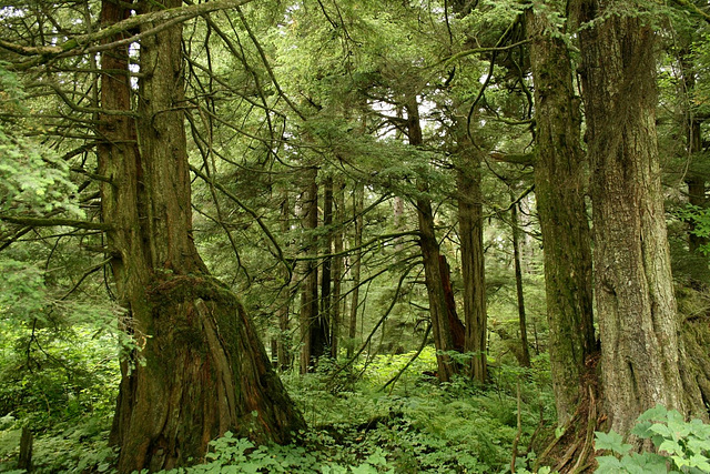 Forêt de Tsuga Heterophylla, Alaska Forêt de Tsuga Heterophylla, Alaska