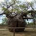 Baobab en Australie