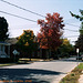 Beekman Street In the Fall, Picture 3, Saratoga, NY, USA, 2008