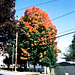 Fall Colors In Saratoga, Picture 2, Saratoga, NY, USA, 2008
