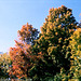 Fall Colors In Saratoga, Picture 3, Saratoga, NY, USA, 2008