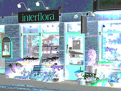 Boutique de fleurs Interflora / Interflora store  -  Helsingborg / Suède - Sweden.  22 octobre 2008 -  Négatif postérisé