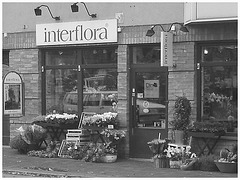 Boutique de fleurs Interflora / Interflora store  -  Helsingborg / Suède - Sweden.  22 octobre 2008-  Noir et blanc