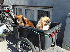 Dog taxi :)