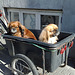 Dog taxi :)