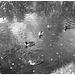 Canards sur miroir mouillé / Ducks on wet mirror  -  Ängelholm.  Suède / Sweden -  B & W