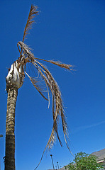 Dead Palm (3361)