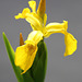 Pond Yellow Flag Iris