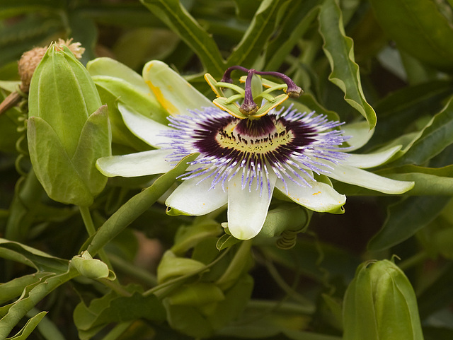 Flor de la pasión, Passiflora caerulea