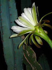 Cereus Bloom (2848)